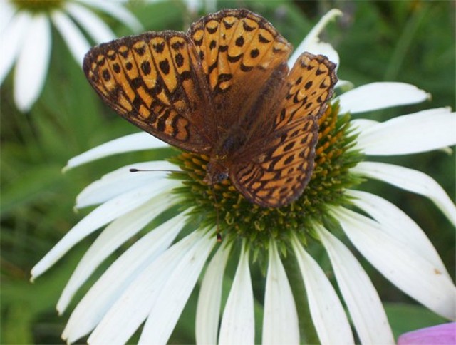 Rudbekija  